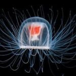 La méduse immortelle : Un aperçu du chef-d'œuvre de durabilité de la nature