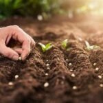 Regenerative Agriculture: A Holistic Approach to Sustainable Food Production