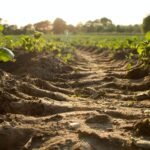 Cultiver Sans Labourer: Comment l'Agriculture de Surface Transforme notre Rapport à la Terre